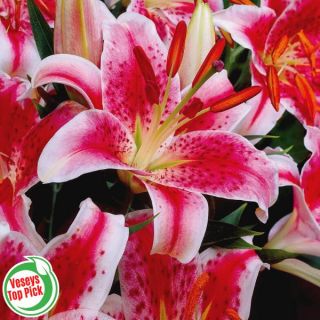 Stargazer Lily Thumbnail